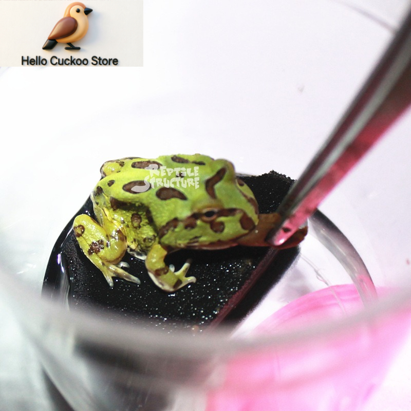 뿔이 달린 개구리용 사료, 곡물 형태, 분말 형태, 파 - Calcium Powder Reptile 리뷰 및 가격