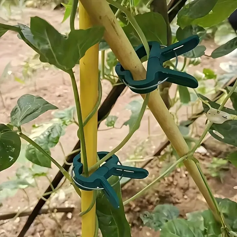 재사용 가능한 식물 지지 클립 20개, 정원용 덩굴 식 - Vine Climbing Plastic 리뷰 및 가격